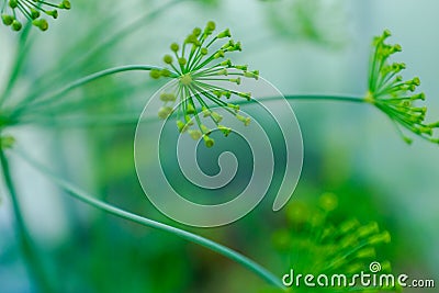 Yellow dill flowers, close-up. Large inflorescences of dill on green background. Fresh green fennel. Spicy grass Stock Photo
