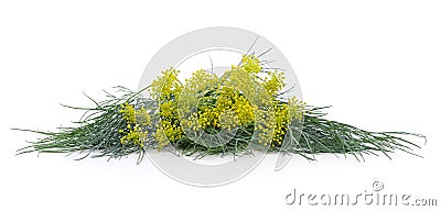 Yellow dill with green leaves Stock Photo