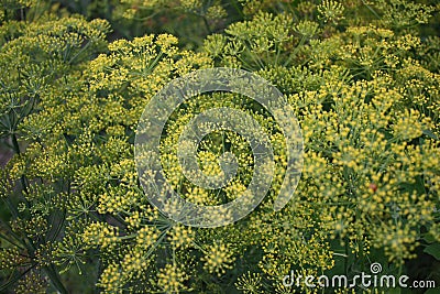 Yellow Dill Inflorescence Stock Photo