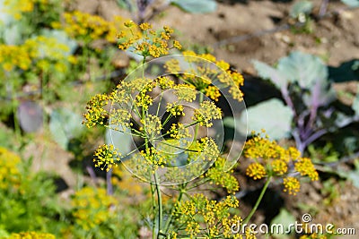 yellow dill plant flower,close-up dill plant Stock Photo