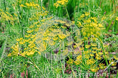 Yellow dill umbrellas. Background of dill in the garden Stock Photo