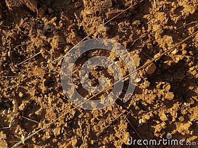 Yellow Dirt With Straws Of Grass Stock Photo