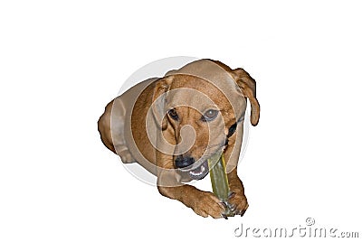 Yellow Dog Chewing On Plastic Bone Stock Photo