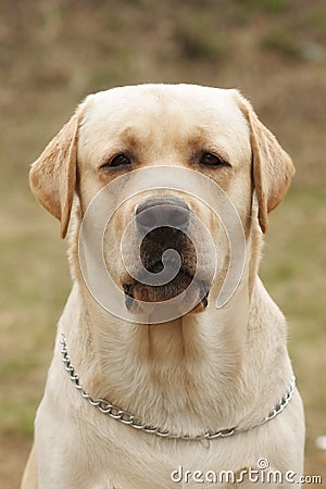 Yellow dog Labrador Retriever Stock Photo