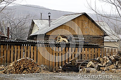 Yellow dog laying and resting on the roof of barn on a snowy spring day near next to sawn firewood and logs Stock Photo