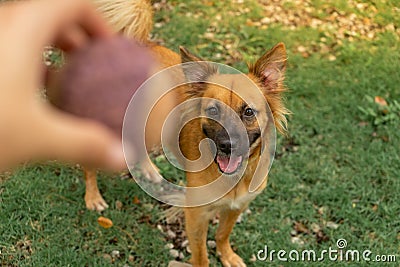 Yellow dog looking ball at the park Stock Photo