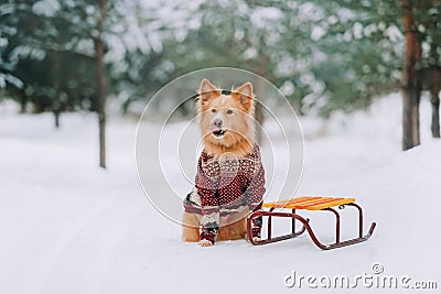 Yellow dog sitting near the sledges in the forest Stock Photo