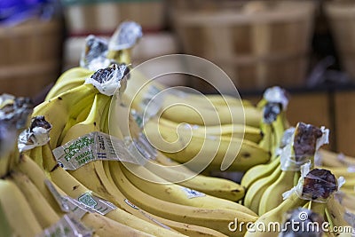 Yellow Dole bananas in black baskets on a shelf at a market in Atlanta Georgia Editorial Stock Photo