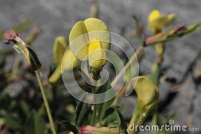 Yellow `Dragon`s Teeth` flower - Tetragonolobus Maritimus Stock Photo