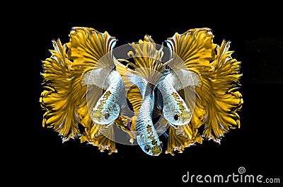 Yellow dragon siamese fighting fish, betta fish isolated on black background.3 Yellow dragon siamese fighting fish. Stock Photo