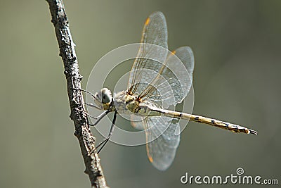 Yellow Dragonfly Stock Photo