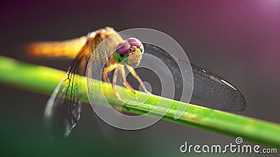 multicolored dragonfly on a blade of grass, macro photo of this elegant and fragile predator with wide wings Stock Photo