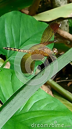 a yellow dragonfly is perched on a pineapple leaf Stock Photo