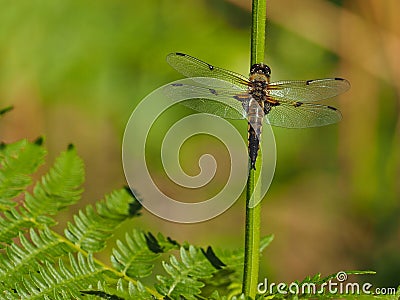 Yellow Dragonfly on a stick Stock Photo
