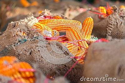 Yellow dried corns Stock Photo