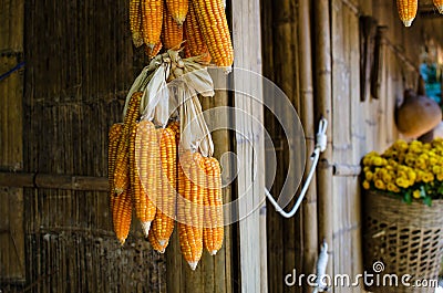 Yellow dry corn on bamboo wood Stock Photo