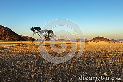 Yellow dry grass at sunrise Stock Photo