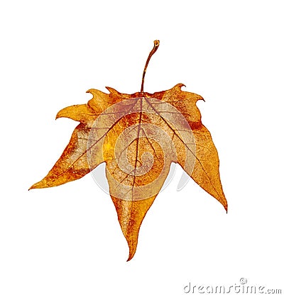 Yellow dry leaf as an autumn symbol isolated on white Stock Photo