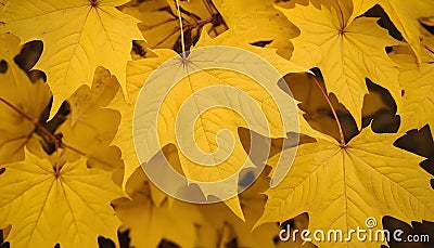 Yellow dry maple leaves on the ground in the forest growing in contryside. Autumn season. Golden fallen leafs. Close up photo Stock Photo