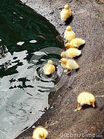 Yellow Ducklings Stock Photo