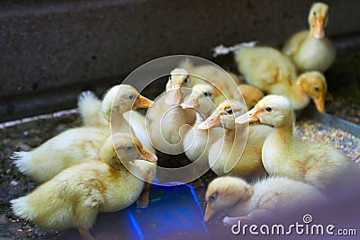 Yellow ducklings drinking water. Little ducklings. Stock Photo