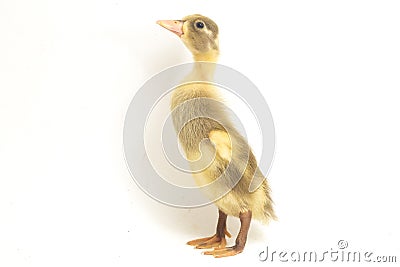 Yellow ducklings indian runner duck isolated on a white Stock Photo