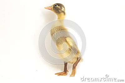 Yellow ducklings indian runner duck isolated on a white Stock Photo