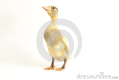 Yellow ducklings indian runner duck isolated on a white Stock Photo