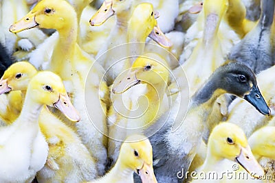 Yellow ducklings sold in the rural market. Little fluffy babies chicks. Poultry farm. Agriculture business Stock Photo