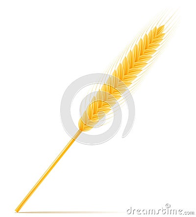 Yellow ears of ripe wheat spikelet vector illustration Vector Illustration