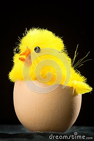 Yellow Easter Chick in Egg Stock Photo