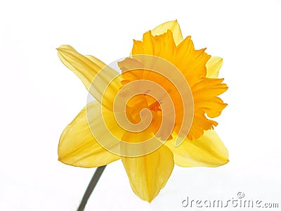Yellow easter daffodil Stock Photo