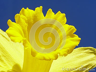 Yellow easter daffodil Stock Photo