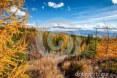 Yellow Eauropean larch tree and mountain trail in colorful autumn forest in High Tatras mountains in Slovakia Stock Photo