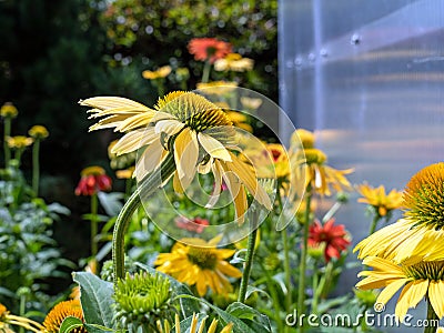 Yellow Echinacea flower in the Garden Stock Photo