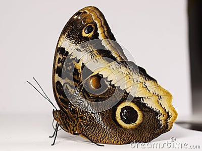 The yellow-edged giant owl butterfly Caligo atreus sitting on white background Stock Photo