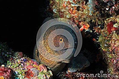 Yellow-edged Moray Stock Photo