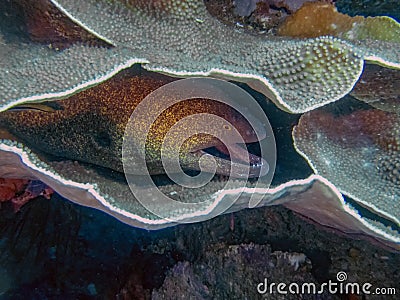 A Yellow-Edged Moray Eel Gymnothorax flavimarginatus Stock Photo