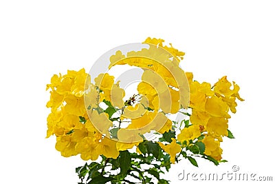 Yellow elder flower isolated on white background Stock Photo