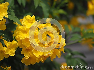 Yellow Elder, Magnoliophyta, Angiospermae of name Gold Yellow color trumpet flower, ellow elder, Trumpetbush, Tecoma stans blurred Stock Photo