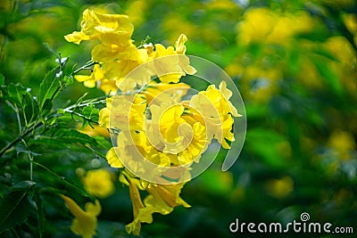 Yellow elder, Trumpetbush, Trumpet Flower Stock Photo