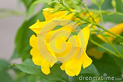 Yellow Elder, Yellow Bells, Or Trumpet Vine Flowers. Stock Photo