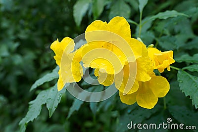Yellow elder, Yellow bells, or Trumpet vine flowers. [Scientific name : Tecoma stans] Stock Photo