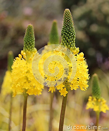 Yellow eremurus flower Stock Photo