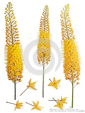 Yellow Eremurus robustus Stock Photo