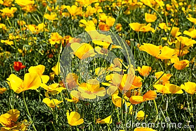 Yellow Eschscholzia californica escolzia Stock Photo