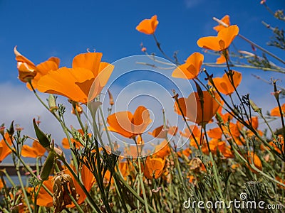Yellow Eschscholzia californica flowers field Stock Photo