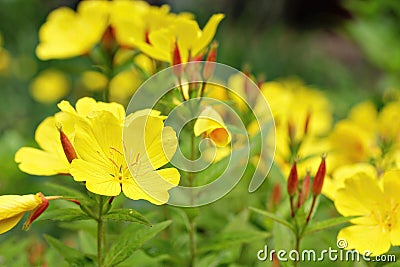 Yellow Evening Primrose Flowers Closeup Stock Photo