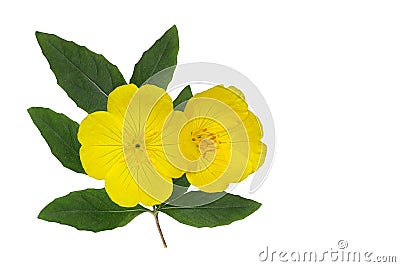 Yellow Evening Primrose Stock Photo