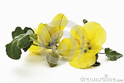 Yellow evening primroses Stock Photo